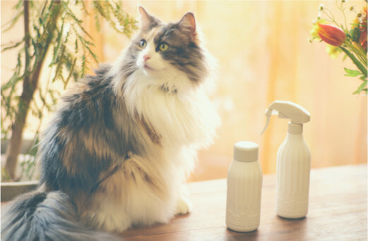 猫とスプレーボトル